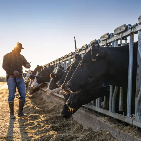 Livestock identification